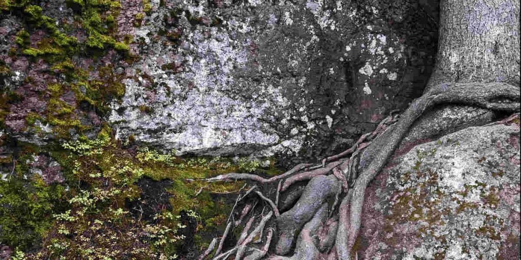 Does Hydro Jetting Work on Roots